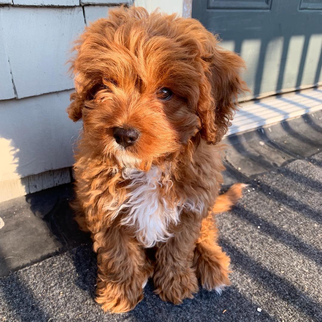 Maltipoo Puppies For Sale Near Me Home